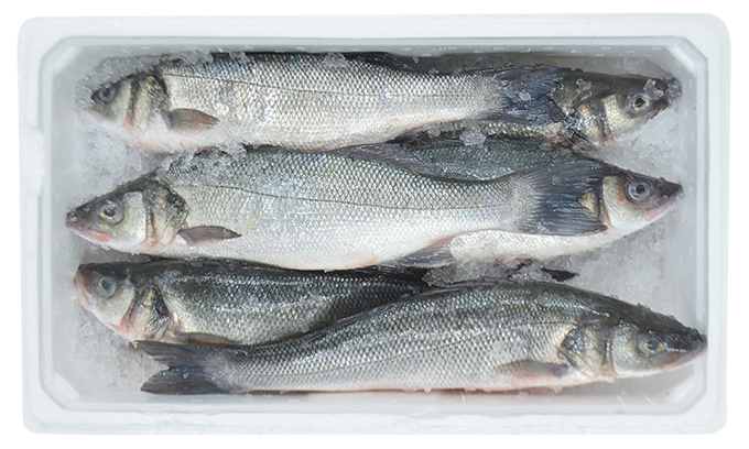 Sea Bass  600/800