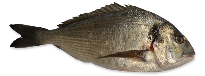 Seabream  400/600