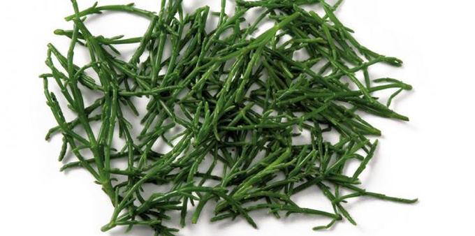 Glasswort