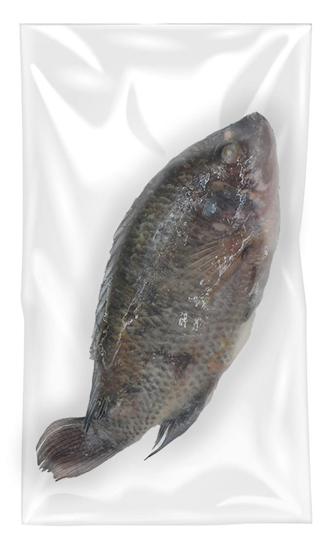 Tilapia  500/800