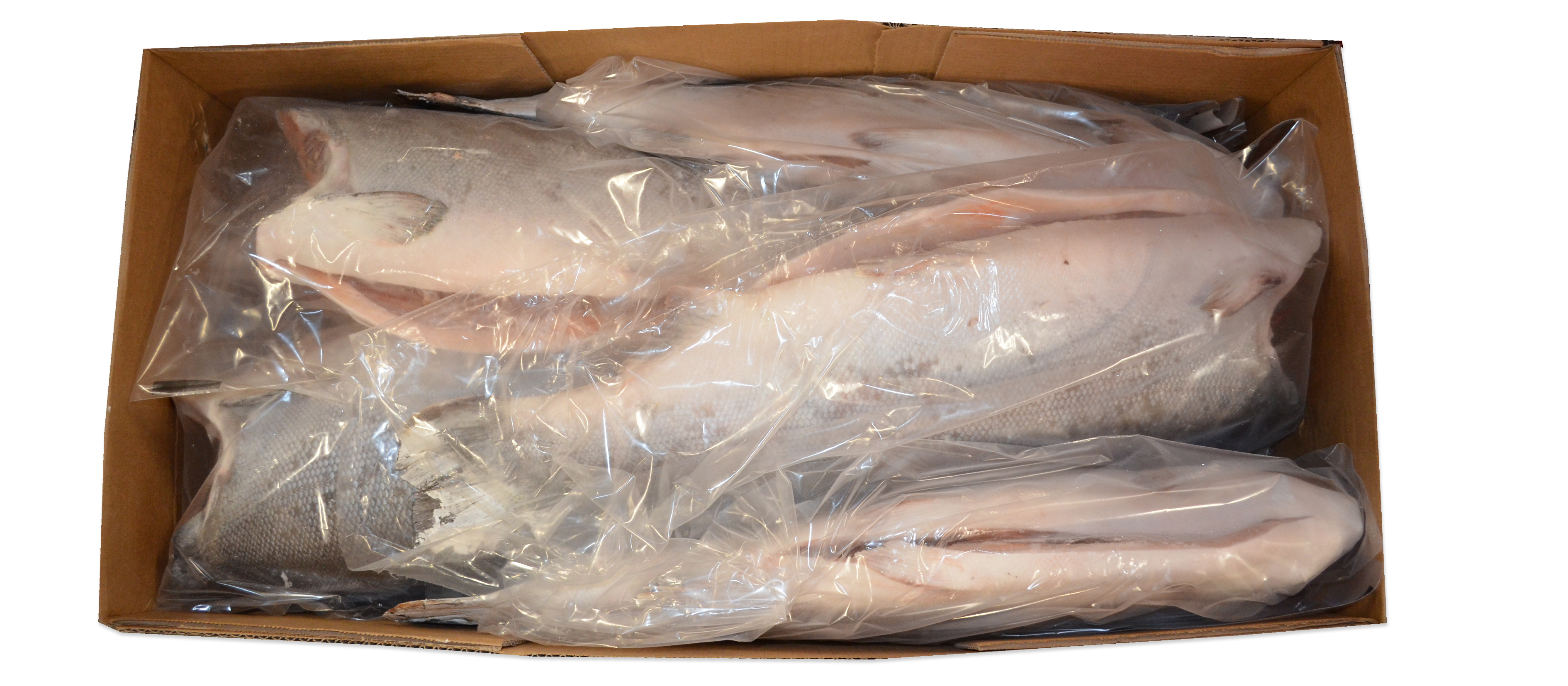 Saumon Argenté du Pacifique (Coho)  8-10 LB UP