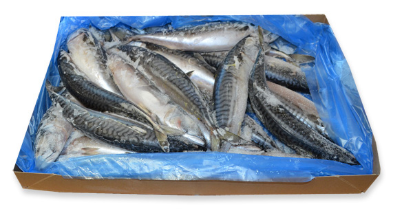 Mackerel  450/600