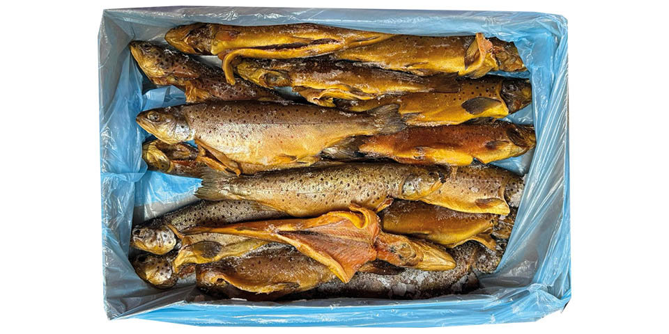 Regenboogforel  800 / 1300 G