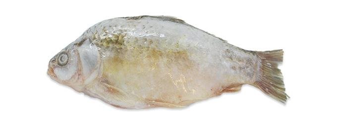Crucian Carp  150/350 G