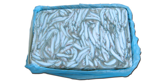 Capelin  25-35