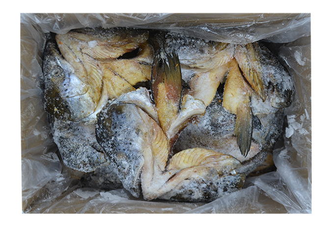 Lachs-Köpfe