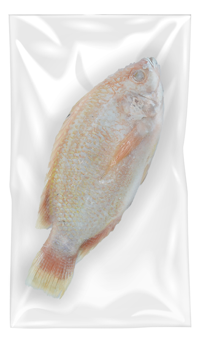 Tilapia Rouge  500/800