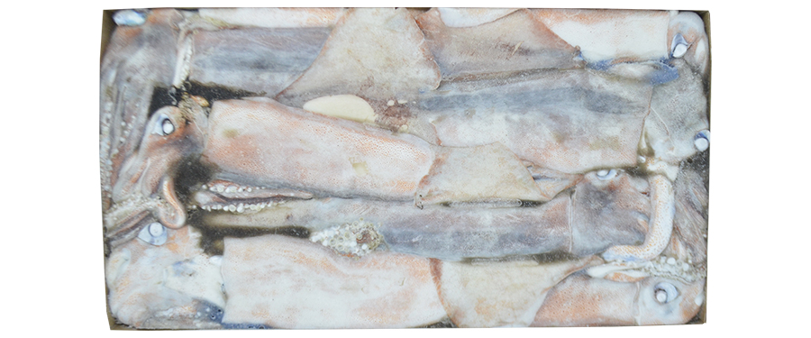 Arrow Squid  600/+ G