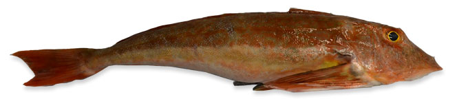 Tub Gurnard  400/600