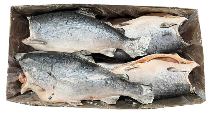 Coho Zalm  8-10 LB UP