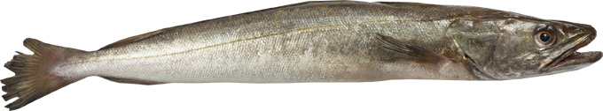Seehecht