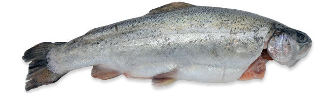 Sea Trout  4/5