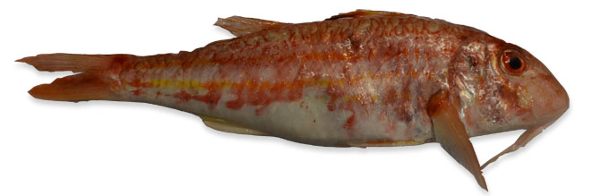 Red Mullet