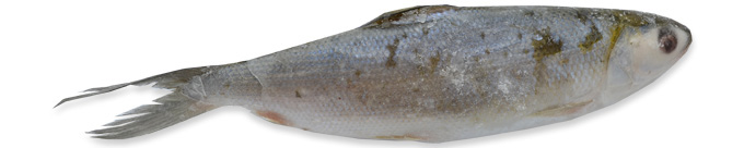 Milkfisch  500/800