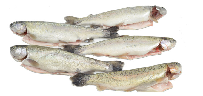 Rainbow Trout