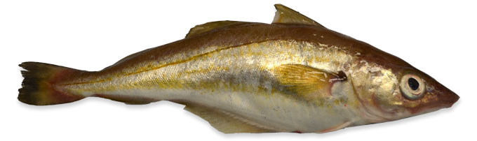 whiting